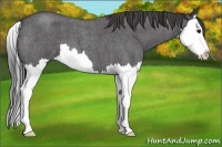 Horse Color:Smoky Blue Roan Splash