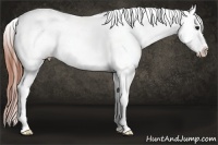 Horse Color:Bay Ice Roan Appaloosa Rabicano