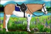 Horse Color:Chestnut Splash 