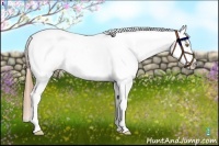 Horse Color:Chestnut Pearl Splash Tobiano Appaloosa 