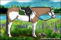 Horse Color:Buckskin Splash Frame 