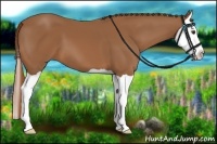 Horse Color:Chestnut Splash 
