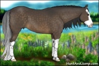 Horse Color:Buckskin Splash 