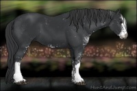 Horse Color:Black Sabino