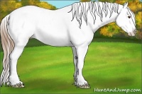 Horse Color:Bay Roan Pearl Appaloosa 