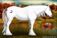 Horse Color:Plaid Buckskin Pearl Appaloosa
