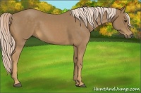 Horse Color:Palomino 