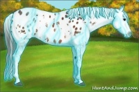 Horse Color:Thunderstruck White Spotted Bay Appaloosa