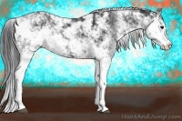 Horse Color:Black Sabino