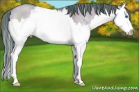 Horse Color:Watercolor Brown Dun Splash Appaloosa Rabicano 