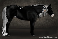 Horse Color:White Spotted Buckskin Splash 