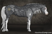 Horse Color:Silver Smoky Black Chinchilla Sabino 