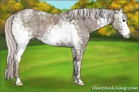 Horse Color:White Spotted Silver Black Ice