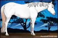 Horse Color:Buckskin Sabino Splash Appaloosa 