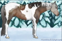 Horse Color:Liver Chestnut Tobiano Rabicano