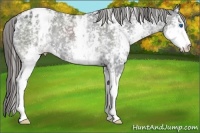 Horse Color:White Spotted Black Splash Appaloosa Rabicano