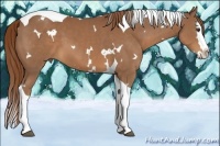 Horse Color:White Spotted Chestnut Splash Tobiano