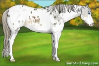 Horse Color:White Spotted Buckskin Splash Appaloosa 
