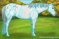 Horse Color:Thunderstruck Classic Champagne Ice Appaloosa