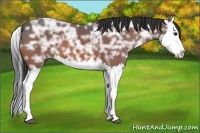 Horse Color:Bay Ice Splash 