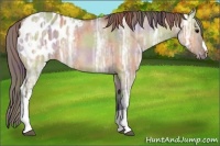 Horse Color:Nacre Brown Ice Dun Appaloosa