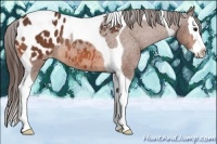 Horse Color:Bay Splash Tobiano Appaloosa Rabicano