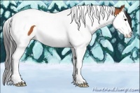 Horse Color:Bay Splash Tobiano