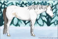 Horse Color:Amber Champagne Splash Tobiano
