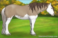 Horse Color:Classic Cream Champagne Sabino Splash 