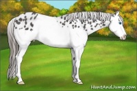 Horse Color:Black Sabino Splash Appaloosa 