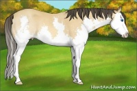 Horse Color:Amber Champagne Sabino Splash