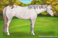 Horse Color:Chestnut Appaloosa