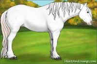 Horse Color:Palomino Sabino Near Leopard Rabicano