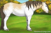 Horse Color:White Spotted Amber Cream Champagne 