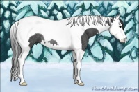 Horse Color:Smoky Black Splash Tobiano Rabicano