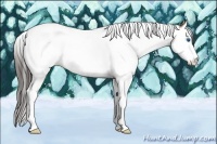 Horse Color:Amber Champagne Ice Splash Tobiano Rabicano 