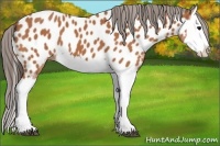 Horse Color:Bay Splash Appaloosa