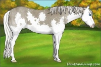 Horse Color:Silver Smoky Black Splash