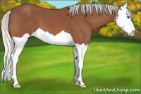 Horse Color:Silver Bay Splash 