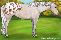 Horse Color:Silver Bay Sabino Appaloosa 