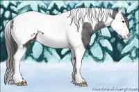 Horse Color:Black Splash Tobiano Appaloosa 