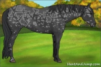 Horse Color:Black Ice 