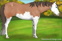 Horse Color:Bay Sabino Splash Appaloosa