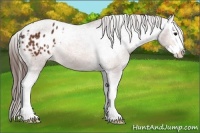 Horse Color:Bay Splash Appaloosa