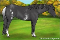 Horse Color:White Spotted Smoky Black Sabino