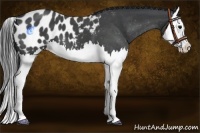 Horse Color:Blue Roan Splash Appaloosa