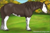 Horse Color:Liver Chestnut Splash 