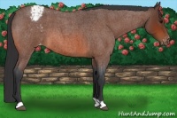 Horse Color:Bay Roan Snowcap 