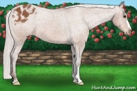 Horse Color:Silver Bay Appaloosa 
