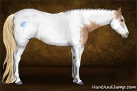 Horse Color:Chestnut Sabino Tobiano Frame